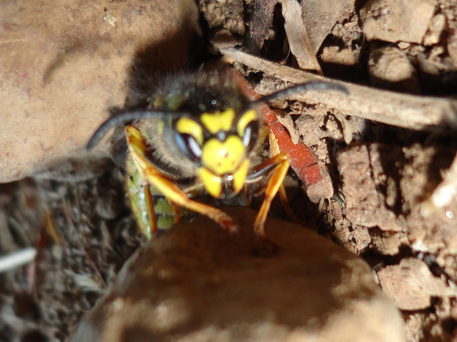 Vespula germanica